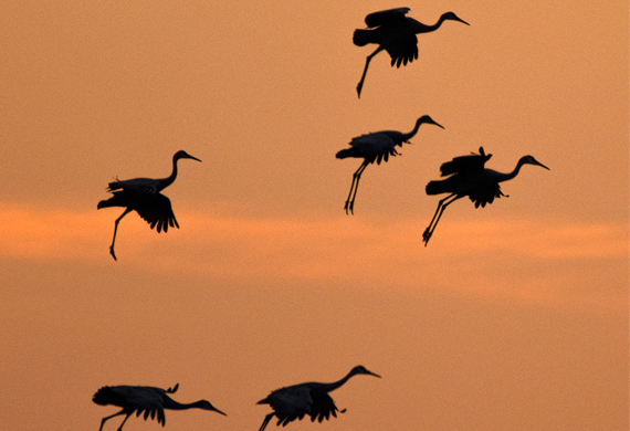 Sandhill Cranes by Andy Wraithmell